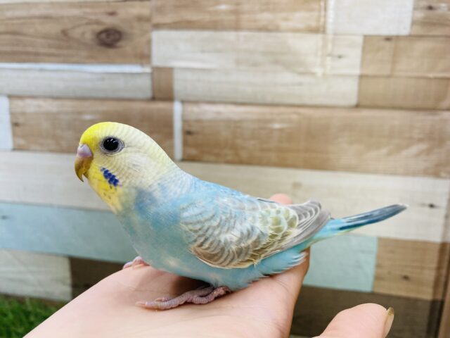 最新画像有り❗️淡い水色が可愛いですよね🩵セキセイインコのパステルレインボー🌈 セキセイインコ