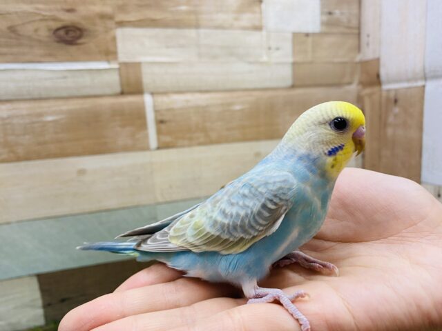 最新画像有り❗️淡い水色が可愛いですよね🩵セキセイインコのパステルレインボー🌈 セキセイインコ