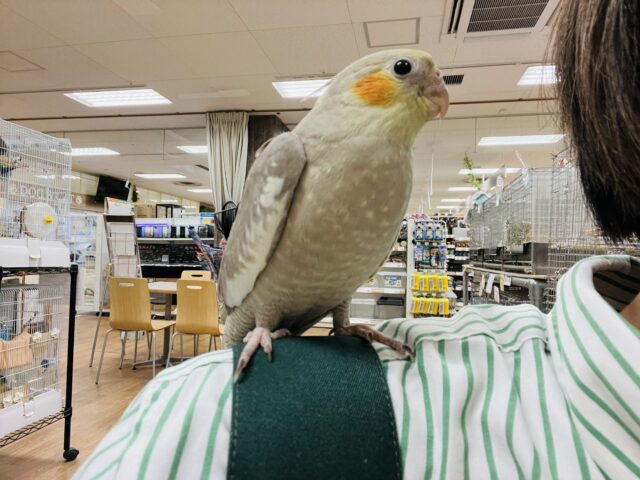 オカメインコ