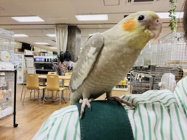 オカメインコ