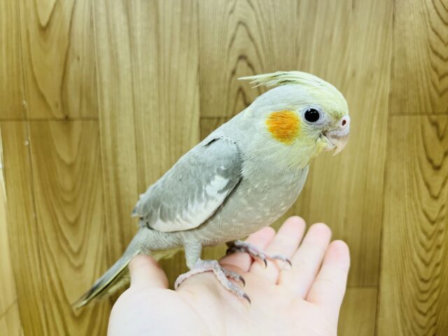 オカメインコ