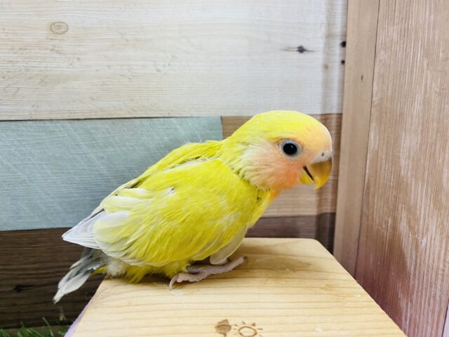 コザクラインコ（小桜インコ）