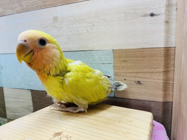 コザクラインコ（小桜インコ）