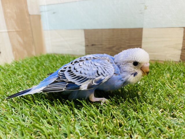ご飯ちょうだい〜❗️アピール上手なセキセイインコ💙オパーリン セキセイインコ