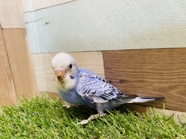 ご飯ちょうだい〜❗️アピール上手なセキセイインコ💙オパーリン セキセイインコ