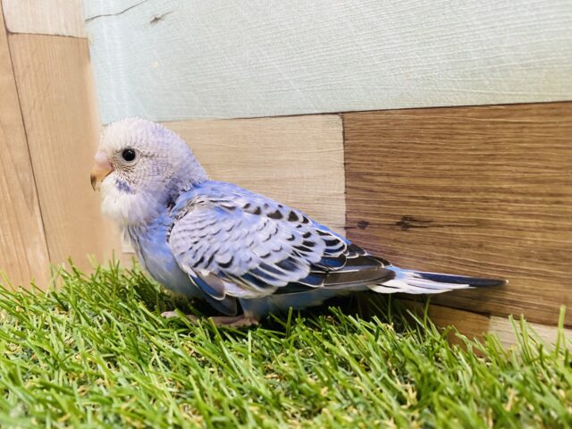 ご飯ちょうだい〜❗️アピール上手なセキセイインコ💙オパーリン セキセイインコ