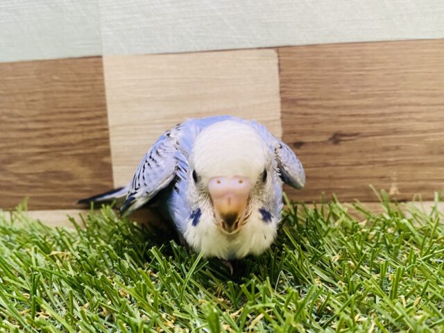 ご飯ちょうだい〜❗️アピール上手なセキセイインコ💙オパーリン セキセイインコ