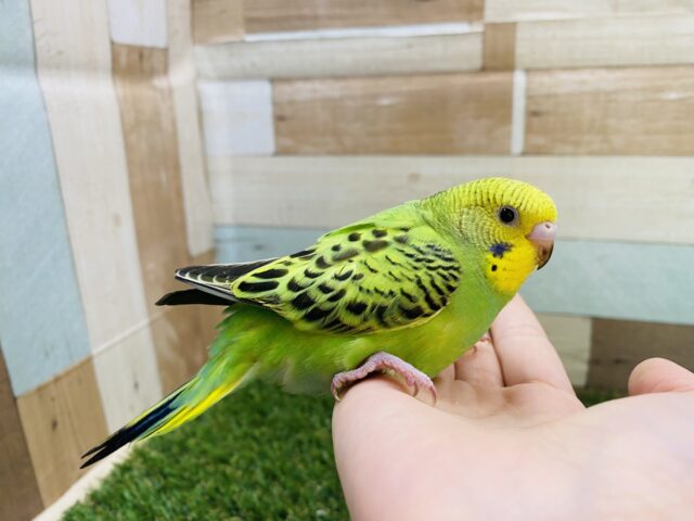 セキセイインコ