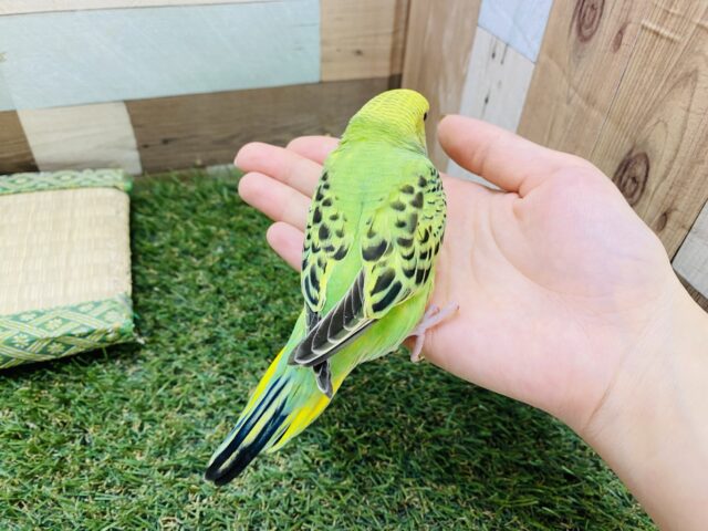 セキセイインコ