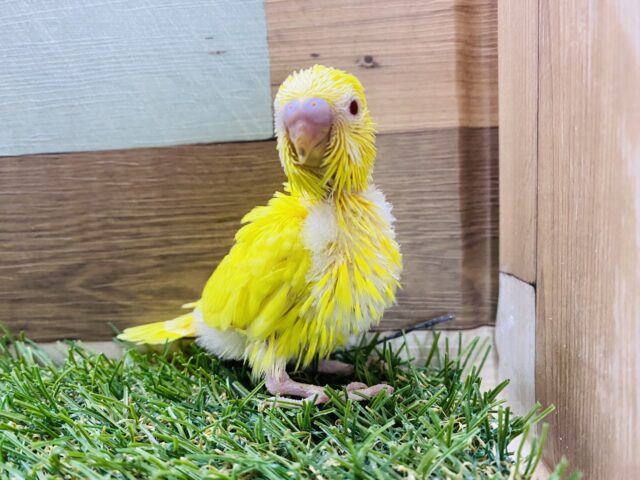 セキセイインコ