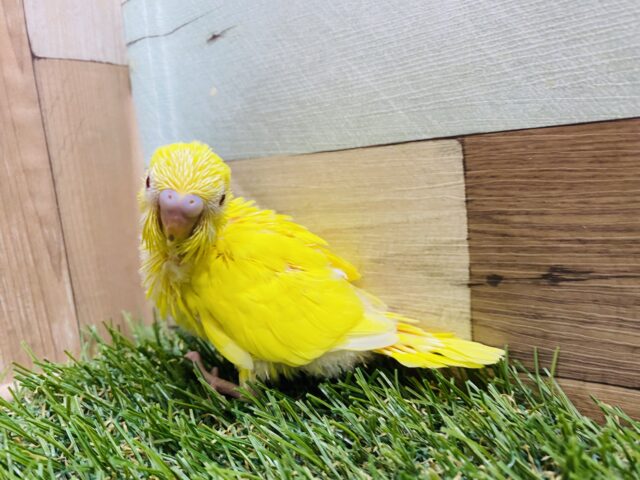 セキセイインコ