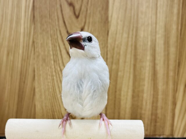 シルバー文鳥
