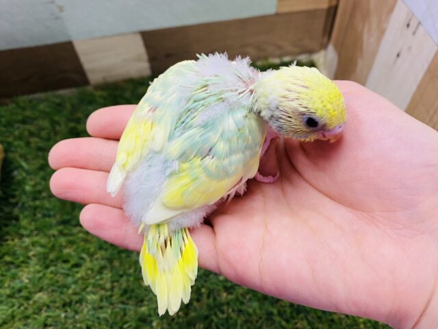 セキセイインコ