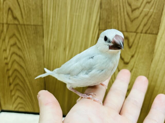 シルバー文鳥