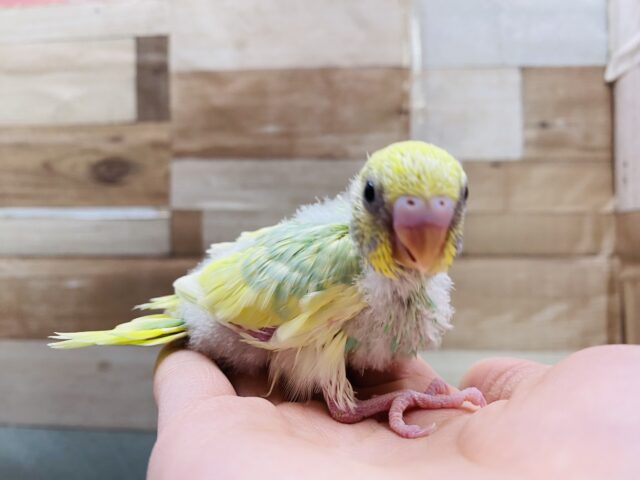 セキセイインコ