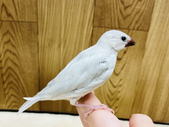 シルバー文鳥