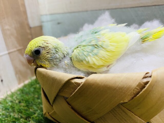 セキセイインコ