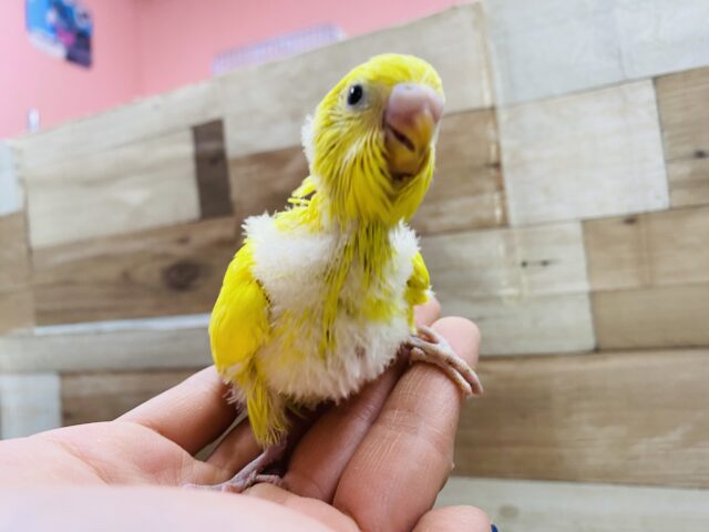 セキセイインコ