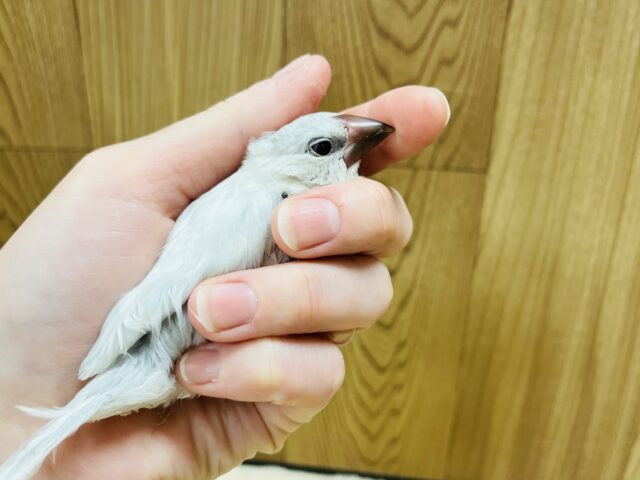 シルバー文鳥