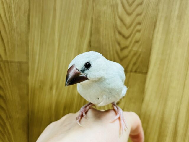 シルバー文鳥