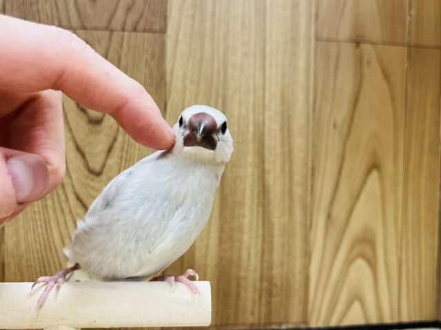 シルバー文鳥