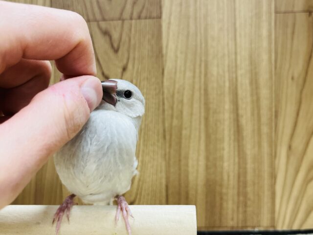シルバー文鳥