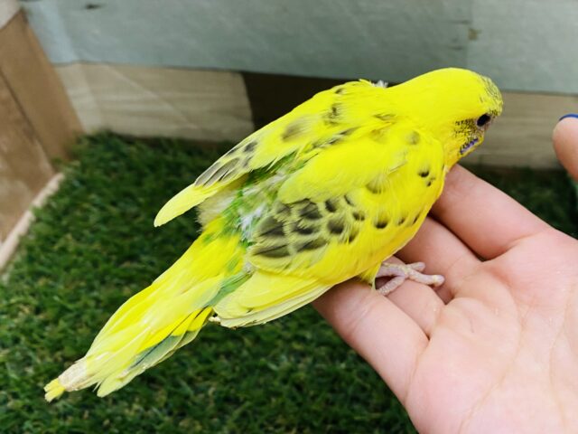 セキセイインコ