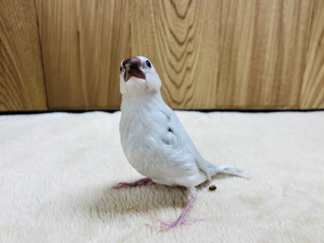 シルバー文鳥