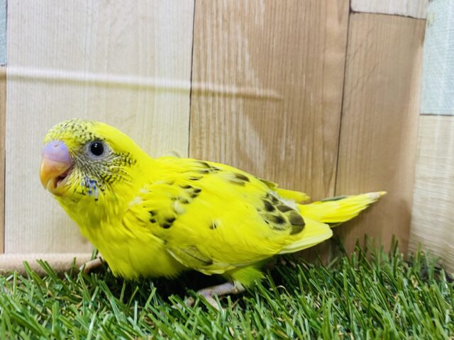 セキセイインコ