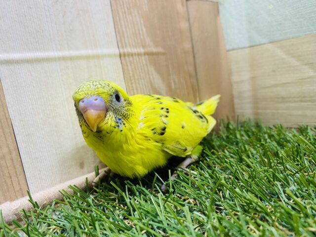 セキセイインコ