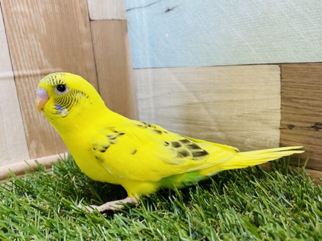 セキセイインコ