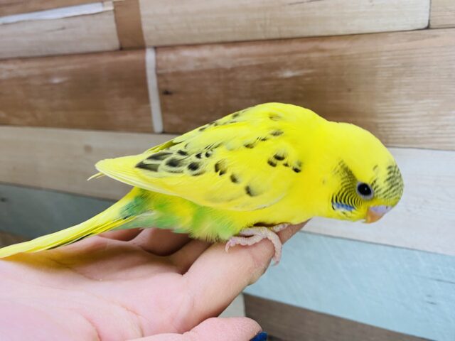 セキセイインコ