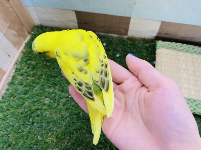 セキセイインコ