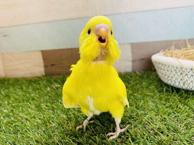 セキセイインコ