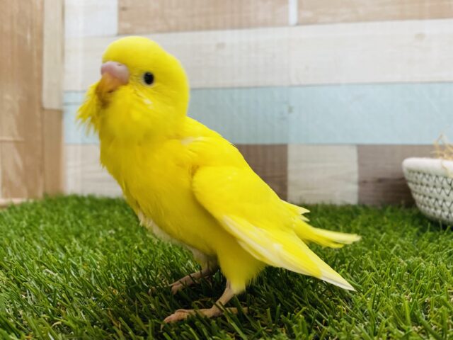 セキセイインコ
