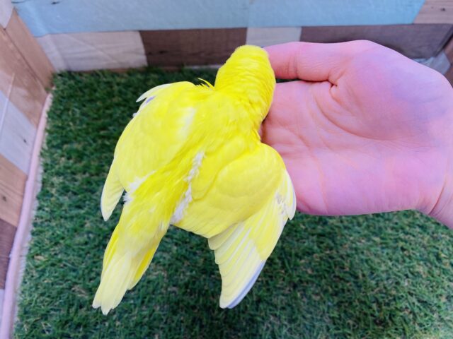 セキセイインコ