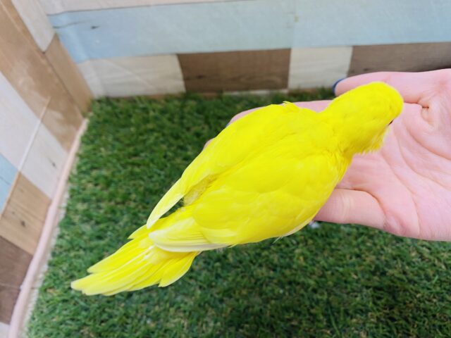 セキセイインコ