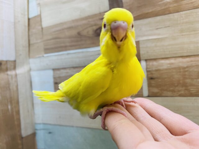 セキセイインコ