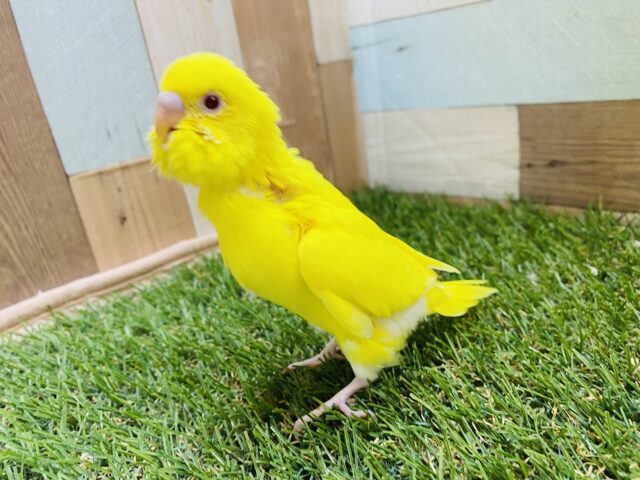セキセイインコ