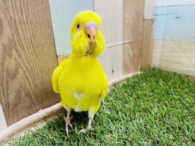セキセイインコ
