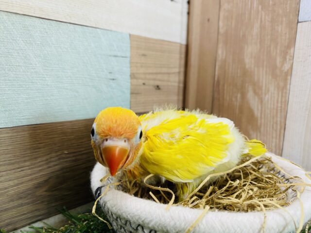 ヤマブキボタンインコ
