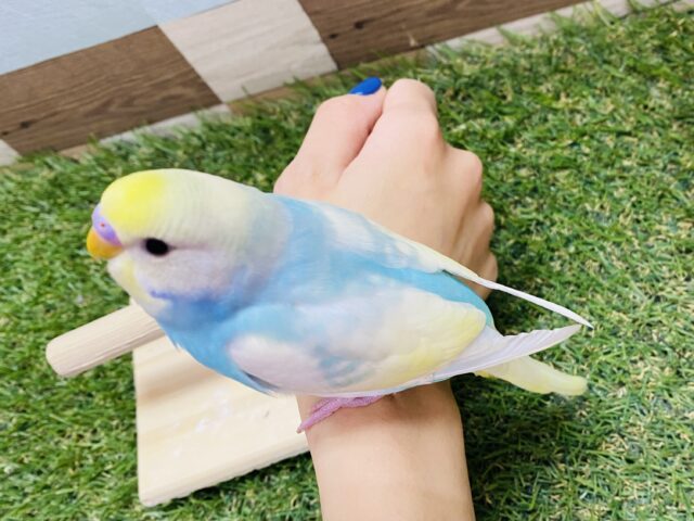 セキセイインコ