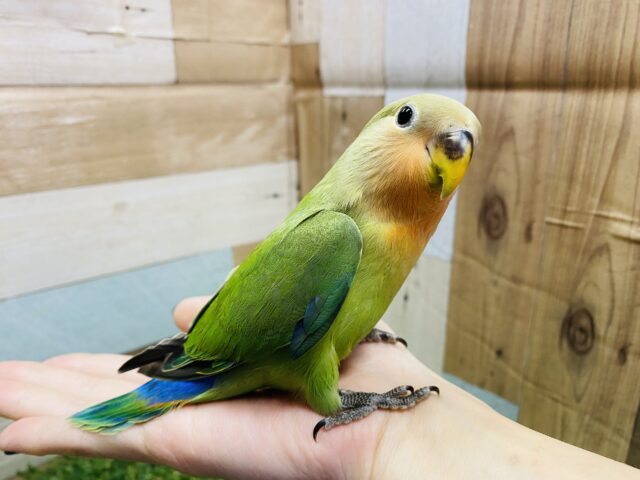 コザクラインコ（小桜インコ）