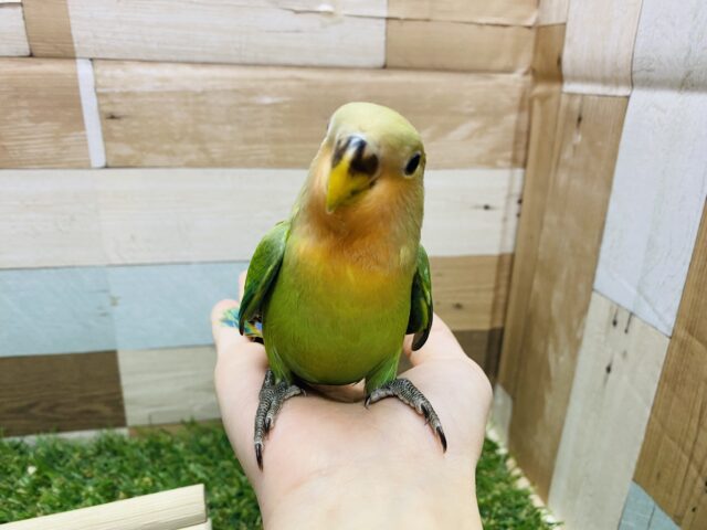 コザクラインコ（小桜インコ）