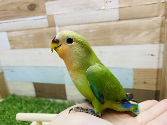 コザクラインコ（小桜インコ）