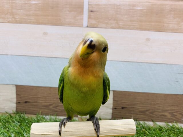 コザクラインコ（小桜インコ）