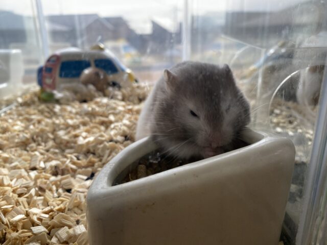 ゴールデンハムスター