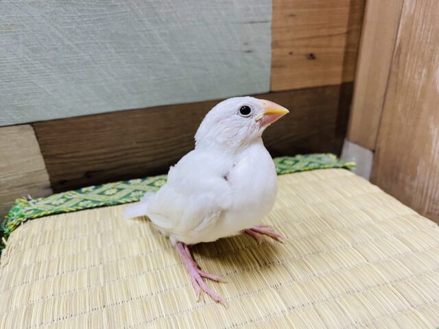 白文鳥
