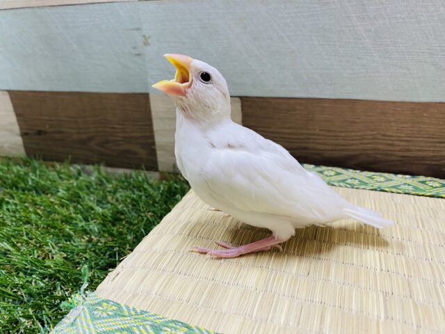 白文鳥
