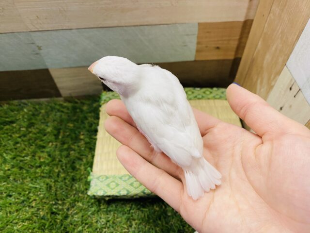 白文鳥